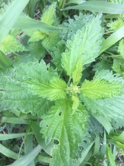Urtica dioica