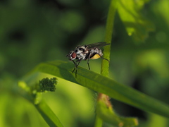 Anthomyia pluvialis