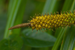 Carex wahuensis