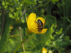 Merodon armipes