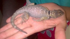 Sceloporus cyanogenys