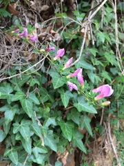 Chamaecytisus purpureus