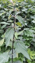 Urtica dioica