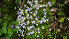Houstonia serpyllifolia