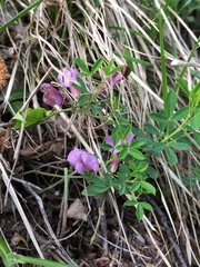 Chamaecytisus purpureus