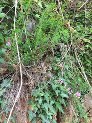 Chamaecytisus purpureus
