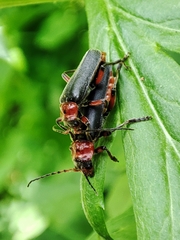 Cantharis rustica