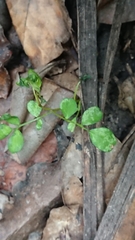 Sophora microphylla