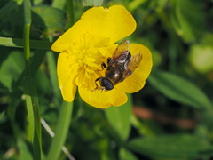 Merodon armipes