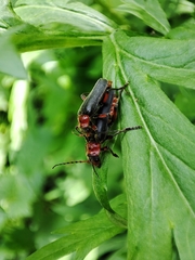 Cantharis rustica