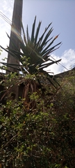 Tracheophyta
