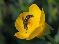 Osmia rufohirta