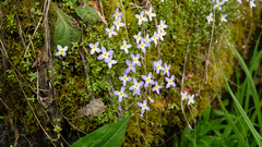 Houstonia serpyllifolia