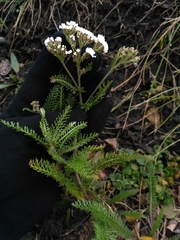 Achillea millefolium