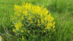 Barbarea vulgaris