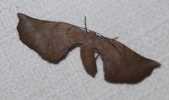 Parepisparis multicolora