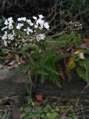 Achillea millefolium