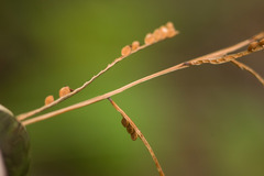 Paspalum scrobiculatum