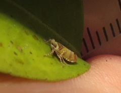Tettigometridae