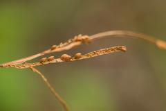 Paspalum scrobiculatum