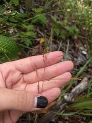 Paspalum scrobiculatum