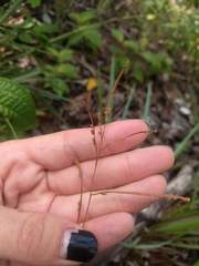 Paspalum scrobiculatum