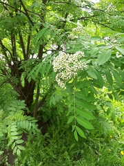 Sorbus aucuparia