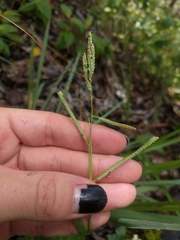 Paspalum scrobiculatum