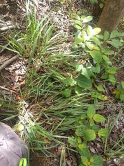 Paspalum scrobiculatum