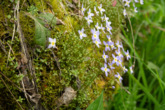 Houstonia serpyllifolia