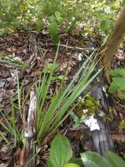 Paspalum scrobiculatum