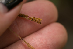 Paspalum scrobiculatum