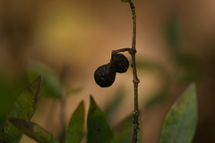 Alyxia stellata
