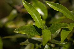 Alyxia stellata