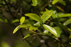 Alyxia stellata