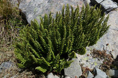 Polystichum cystostegium