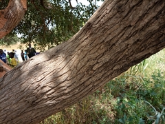 Piliostigma reticulatum
