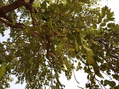 Piliostigma reticulatum