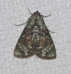 Stericta bryomima