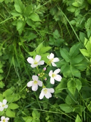 Cardamine pratensis