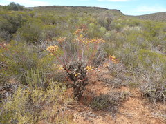 Tylecodon paniculatus × wallichii