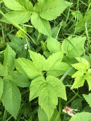 Aegopodium podagraria