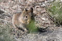 Bush Karroo Rat photo 3