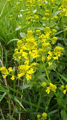 Barbarea vulgaris