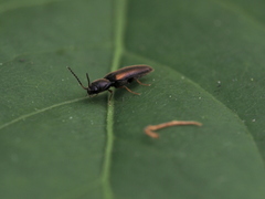 Dalopius marginatus