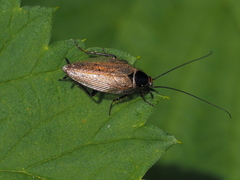 Ectobius erythronotus
