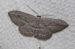 Scopula desita