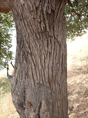 Piliostigma reticulatum