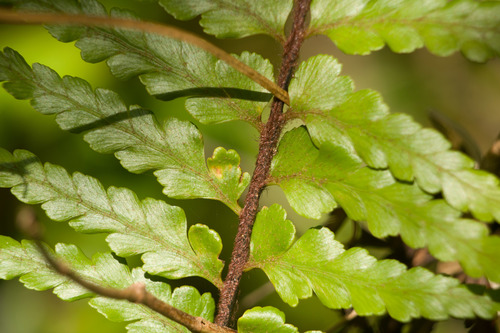 Speenwort (Asplenium caudatum)