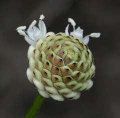 Cephalaria